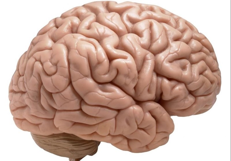 Researchers Find Brain Area that Integrates Speech&apos;s Rhythms