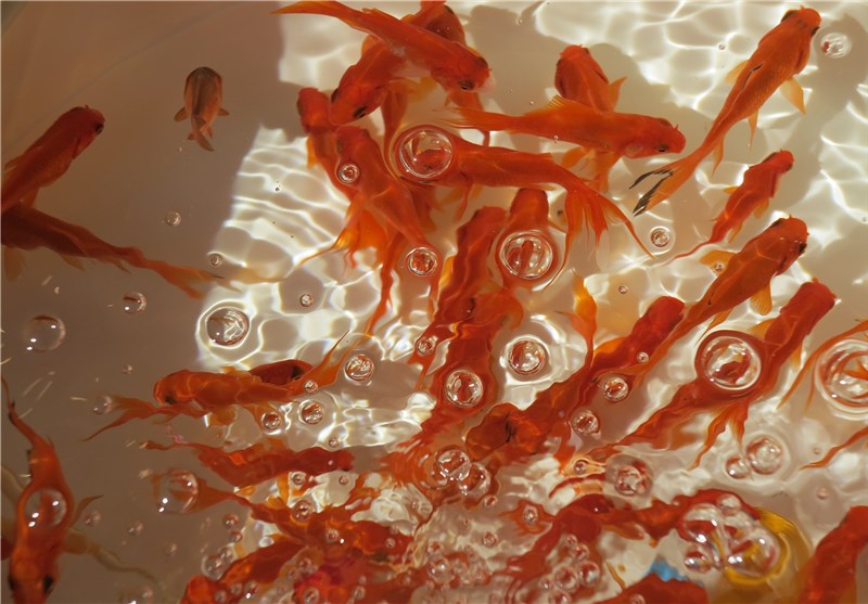 ماهی گلی؛ عضو جدانشدنی سفره هفت‌سین + تصاویر