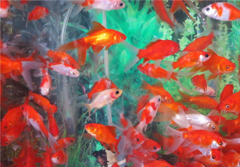 Image result for ماهی گلی ممنوع