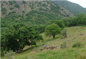 فرماندار ساری: طرح اقتصادی استان‌های سمنان و مازندران با پیوست گردشگری ایجاد می‌شود