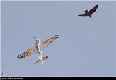 Air Show of Remote-Controlled Airplanes in Iran’s Shiraz