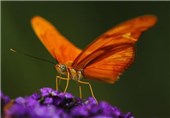 Drought-Sensitive Butterflies Could Be Extinct by 2050