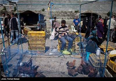 Local Bazaar in Iran’s Northern City of Juybar