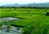 خسارت بارش ها به مزارع برنج استان گیلان در دست بررسی است