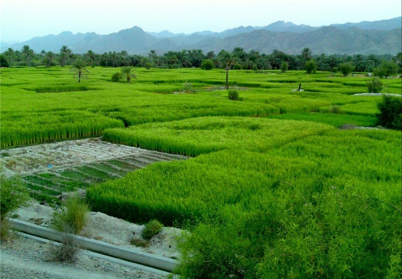 سطح بیمه محصول برنج در استان زنجان 9 برابر افزایش یافت