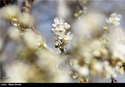 Spring Blooms in Iran&apos;s Northern Province of Alborz