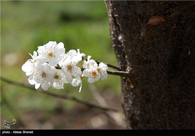 Spring Blooms in Iran&apos;s Northern Province of Alborz