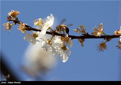 Spring Blooms in Iran&apos;s Northern Province of Alborz