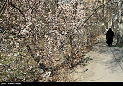 Spring Blooms in Iran&apos;s Northern Province of Alborz