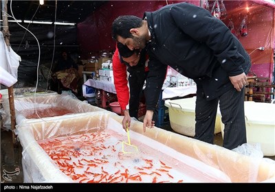 Goldfish for Haft-Sin Table