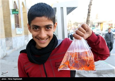 Goldfish for Haft-Sin Table