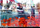 تولید ماهی‌ قرمز تحت نظارت دامپزشکی در 3 استان