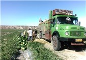 عراق واردات 5 محصول کشاورزی از ایران را ممنوع کرد + سند