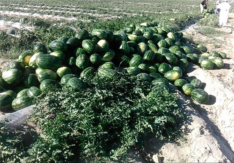هندوانه ایران کیلویی 1000 تومان به کشور‌های عربی صادر می‌شود