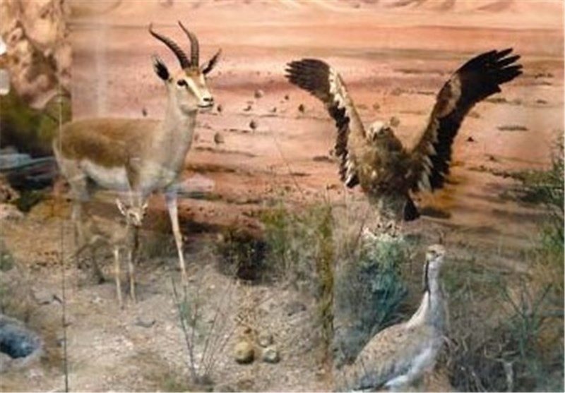 موزه حیات وحش در شهرستان دشتی ایجاد می‌شود
