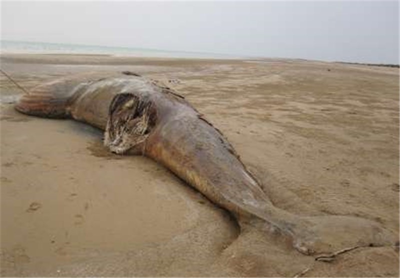 لاشه یک نهنگ به طول 13 متر در ساحل استان بوشهر کشف شد