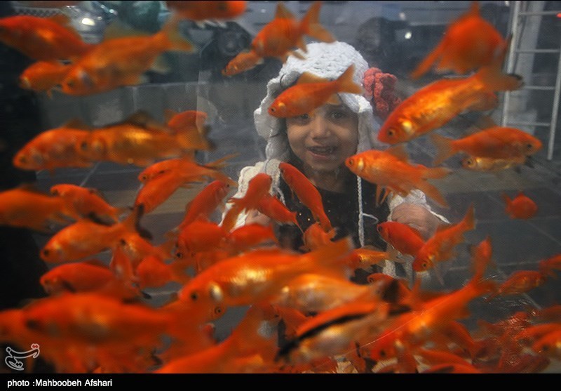 6 میلیون قطعه ماهی قرمز در استان خراسان رضوی توزیع می‌شود