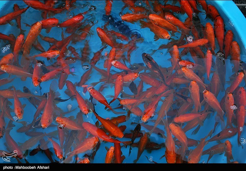 تولید 57 میلیون قطعه ماهی زینتی در اصفهان/ کاشان رکورددار تولید ماهی قرمز