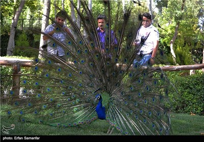 Iran's Beauties in Photos: Birds Garden of Isfahan