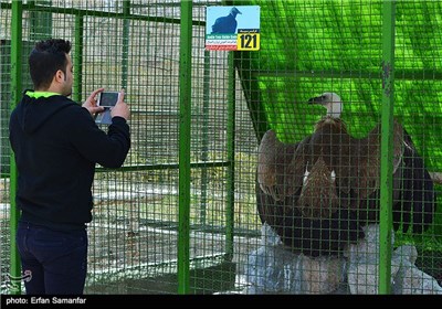 Iran's Beauties in Photos: Birds Garden of Isfahan