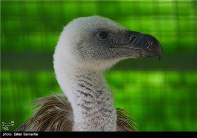 Iran's Beauties in Photos: Birds Garden of Isfahan