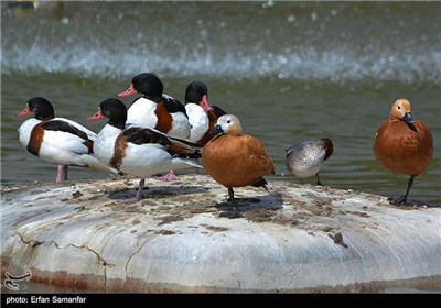 Iran's Beauties in Photos: Birds Garden of Isfahan