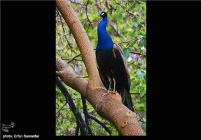 Iran's Beauties in Photos: Birds Garden of Isfahan