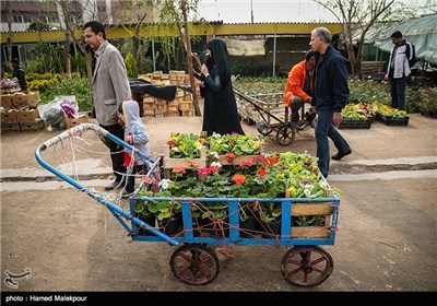 بازار گل و گیاه تهران در آخرین روزهای سال 1393