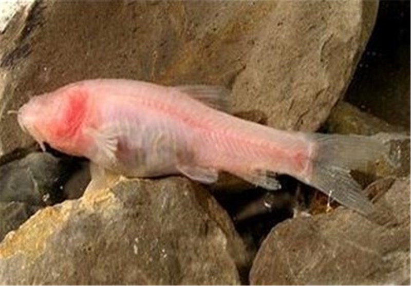 «غار ماهی کور» لرستان، نخستین غار پرورش ماهی کور در دنیا + تصاویر