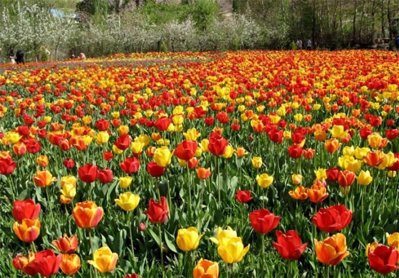 جشنواره ملی بهار در مشگین‌شهر برگزار می‌شود