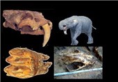 کشف فسیل‌های جانوری با قدمت 7 میلیون ساله در لرستان