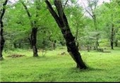 2000 هکتار جنگل کاری در استان سمنان