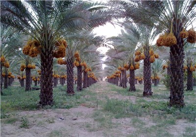 نفس تنگی نخلستانهای ایران|بخت سوخته نخلستانهای بوشهر / 60 هزار تن خرما در انبارها خاک میخورد + فیلم