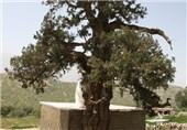 درخت سرو 2700 ساله شهرستان باشت جاذبه‌ای برای گردشگران نوروزی