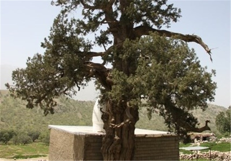 درخت سرو 2700 ساله شهرستان باشت جاذبه‌ای برای گردشگران نوروزی