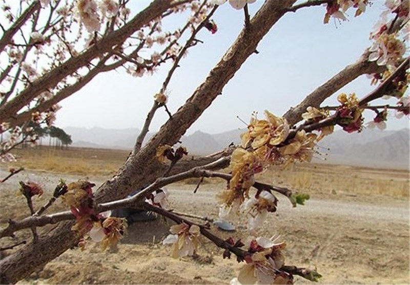 19 هزار و 582 هکتار از باغات استان مرکزی دچار سرمازدگی شد‌