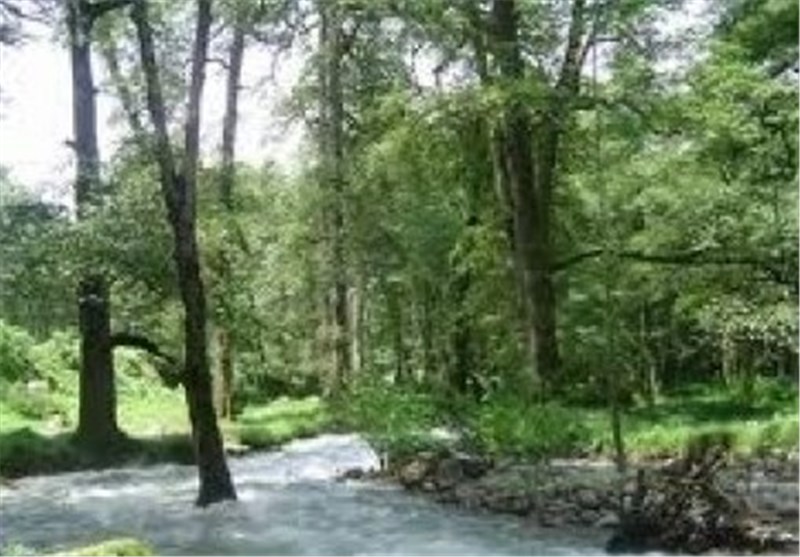بزرگ‌ترین پارک جنگلی شمال کشور در کیاسر احداث می‌شود