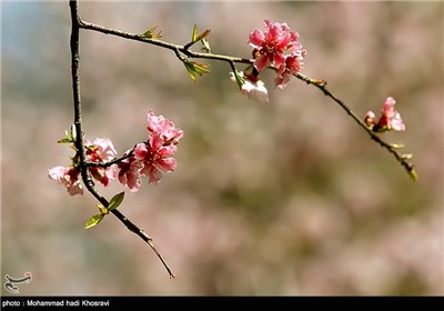 شکوفه های بهاری در باغ ارم شیراز