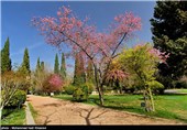 شکوفه های بهاری در باغ ارم شیراز