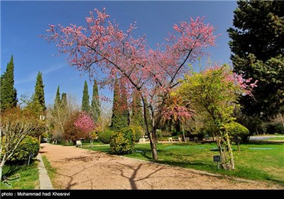 شکوفه های بهاری در باغ ارم شیراز