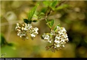 شکوفه های بهاری در باغ ارم شیراز