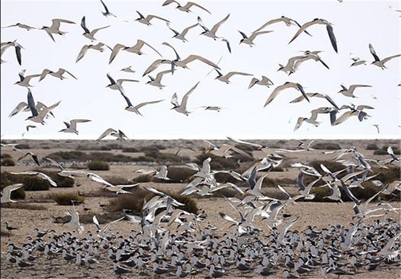 جزیره نخیلو در استان بوشهربهشت پرندگان در خاورمیانه+ تصاویر