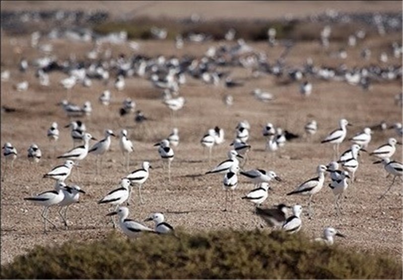 پارک ملی دریایی دیر – نخیلو در استان بوشهر بهشت پرندگان+تصاویر و فیلم