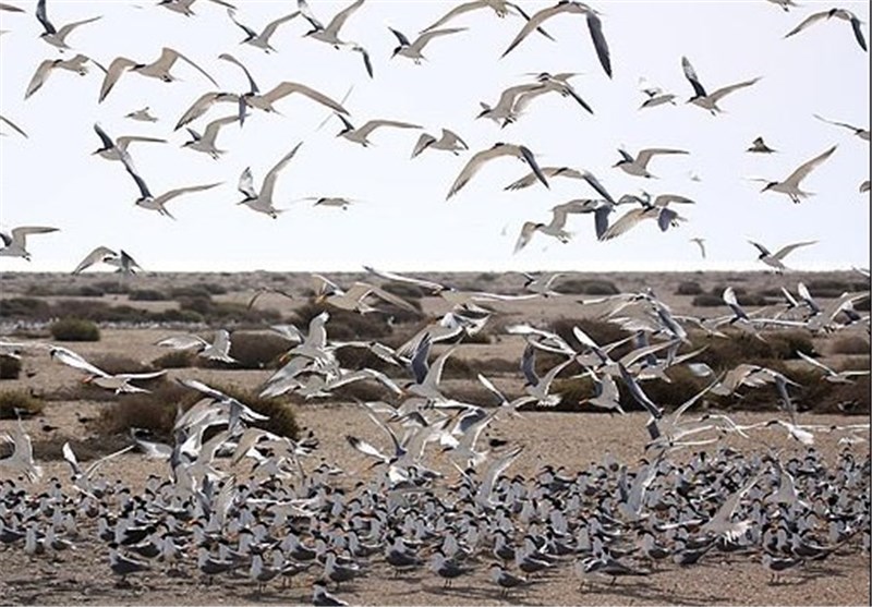 پارک ملی دریایی دیر – نخیلو در استان بوشهر بهشت پرندگان+تصاویر و فیلم