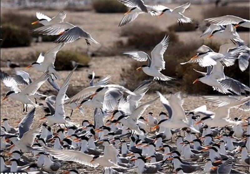 پرندگان مهاجر تابستان گذر &quot;جزیره نخیلو&quot; استان بوشهر حلقه‌گذاری شدند+تصاویر و فیلم