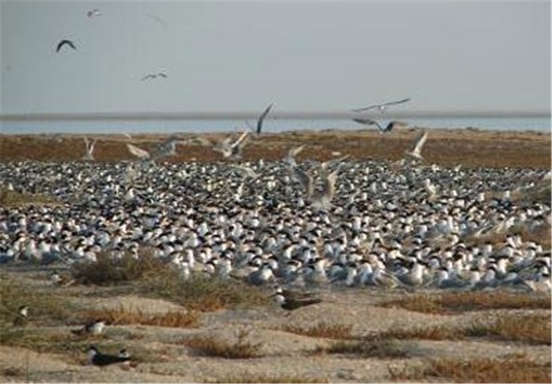 جزیره نخیلو؛ کانون جوجه‌آوری پرندگان در خاورمیانه
