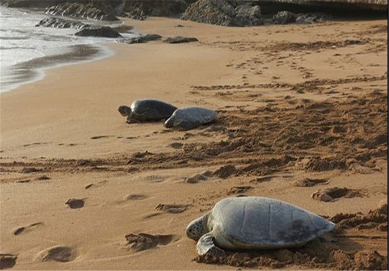 لاک‌پشت‌های دریایی استان بوشهر علامت‌گذاری شدند+تصاویر