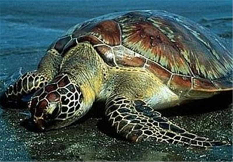 عوامل انسانی؛ تهدید کننده ادامه حیات لاک‌پشت‌های منحصر به فرد خلیج فارس