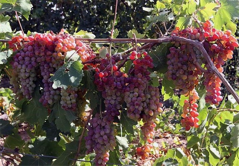 برداشت بیش از 1800 تن انگور از باغات نطنز