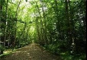 اسکان بیش از 1.3 میلیون مسافر نوروزی در پارک‌های جنگلی سمنان